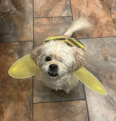 dog dressed up as a bee