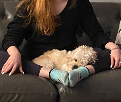 dog sleeping in someones lap